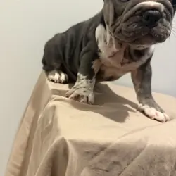 Blue @ Tan French Bulldog