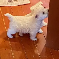 West Highland White Terrier