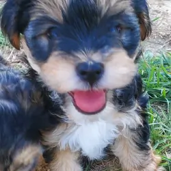 Yorkiepoo Puppy –Ready for His Forever Homes