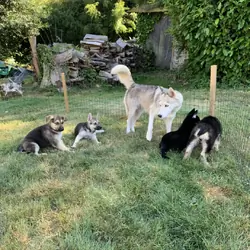 Shepsky puppies