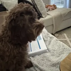 Cockapoo  female