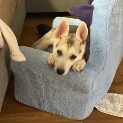 Shepsky