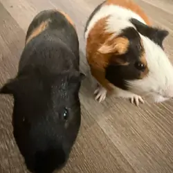 2 male cute Guinea pigs for sale