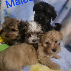 Morkies