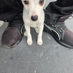 Chihuahua Terrier