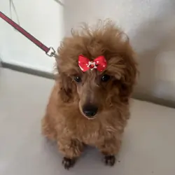 Red Toy Poodle