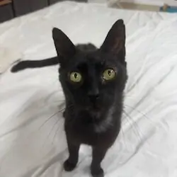 Cats in need of a new loving home ASAP