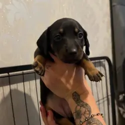 DACHSHUND PUPPIES!! BEAUTIFUL AND HEALTHY Dachshun