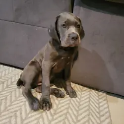 Cane corso puppy