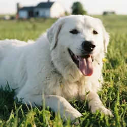 Rehome pyrenees
