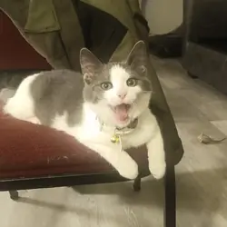 1 year old american short hair cat named Goblin