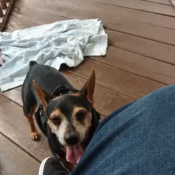 Senior miniature pincher