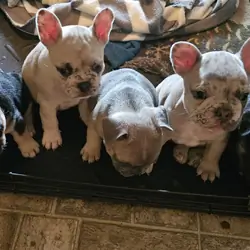 Frenchie puppies