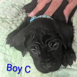 Cane corso