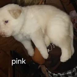 puppies