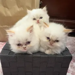 Kittens