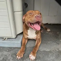 Large Young Dogs Looking for Loving Forever Homes