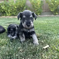 Stunning litter of miniature schnauzers