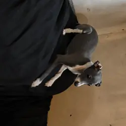 Italian Greyhound puppies