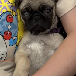 Pug puppy
