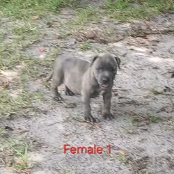 American Bully
