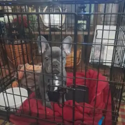 Akc French Bulldog blue female