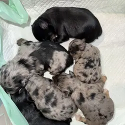 Miniature schnauzer puppies