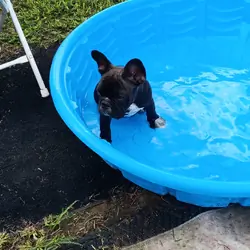 French Bulldogs 16 weeks old