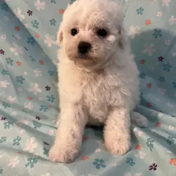 Miniature Poodle