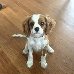 Lola