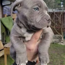 Pit bull puppy