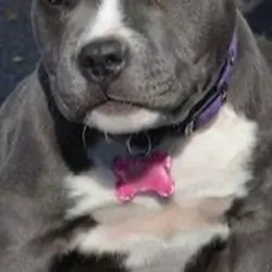 Puppy