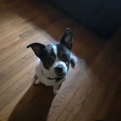 Dogs