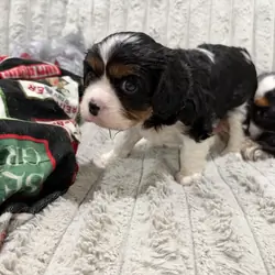 Cavalier King Charles