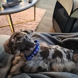 Puppy