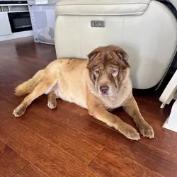 Sharpei mixed Chow Chow