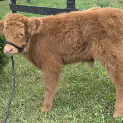 Mini Scottish Highland