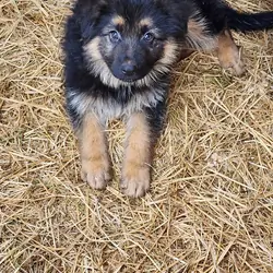 AKC German shepherd puppies