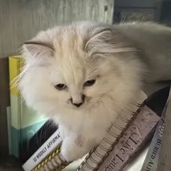 Siberian kitten