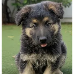 AKC German Shepherd puppies