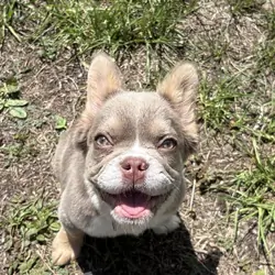 french bulldog