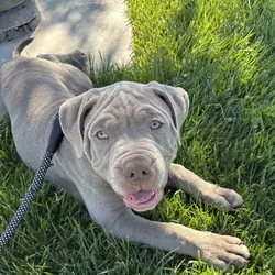 Heavy-Duty, High-Quality Blue/Gray XL American Bul