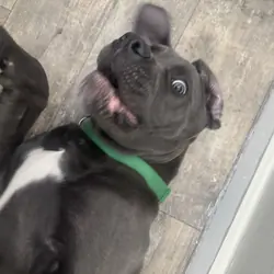 kane - cane corso