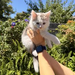 Male kitten