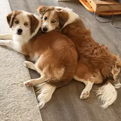 Two mini Aussie puppies siblings one male one fema