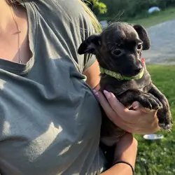 Chiweenie Puppies!!!
