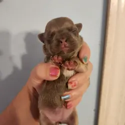 French Bullhuahua 2