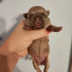 French Bullhuahua 3