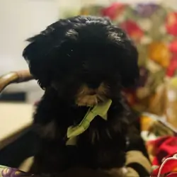 Lhasapoo Puppies
