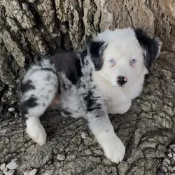Mini Australian Shepherd